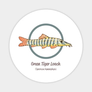 Green Tiger Loach Magnet